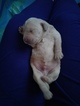 Small Photo #2 Labradoodle Puppy For Sale in CRESTON, MT, USA