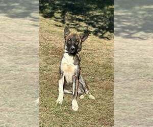 Owens : Forrest - Male German Shepherd Dog-Unknown Mix Dog for Adoption - Photo #2