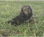 Image preview for Ad Listing. Nickname: Dora