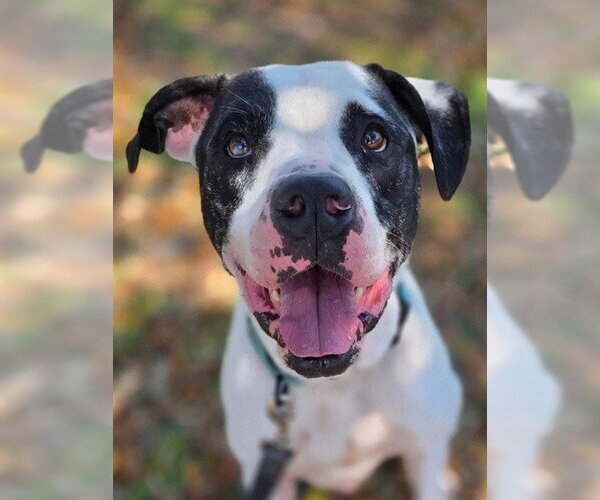 Medium Photo #4 Great Dane-Unknown Mix Puppy For Sale in Ocala, FL, USA