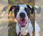 Small #3 Great Dane Mix