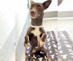 Small #1 Chiweenie