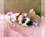 Small Photo #6 Goldendoodle Puppy For Sale in ROY, UT, USA