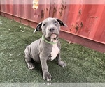 Small #15 American Bully-American Pit Bull Terrier Mix