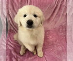 Small #2 Golden Pyrenees
