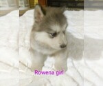 Small Photo #2 Wolf Hybrid Puppy For Sale in BYBEE, TN, USA