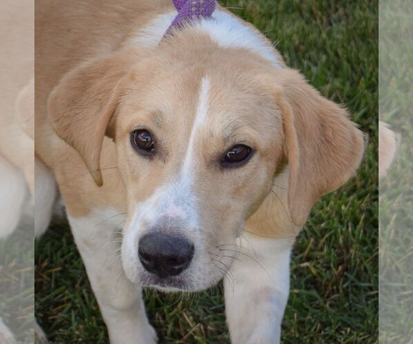Medium Photo #1 Great Pyrenees-Unknown Mix Puppy For Sale in Huntley, IL, USA