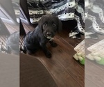 Small #18 Labradoodle