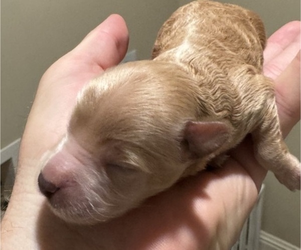 Medium Photo #6 Cocker Spaniel-Poodle (Miniature) Mix Puppy For Sale in PAINTSVILLE, KY, USA