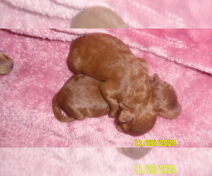 Poodle (Toy) Puppy for sale in DULUTH, GA, USA