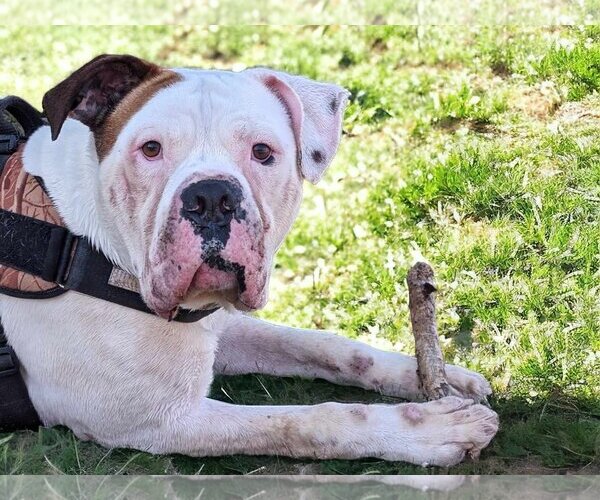Medium Photo #3 American Bulldog Puppy For Sale in Anniston, AL, USA