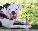 Small #2 American Bulldog