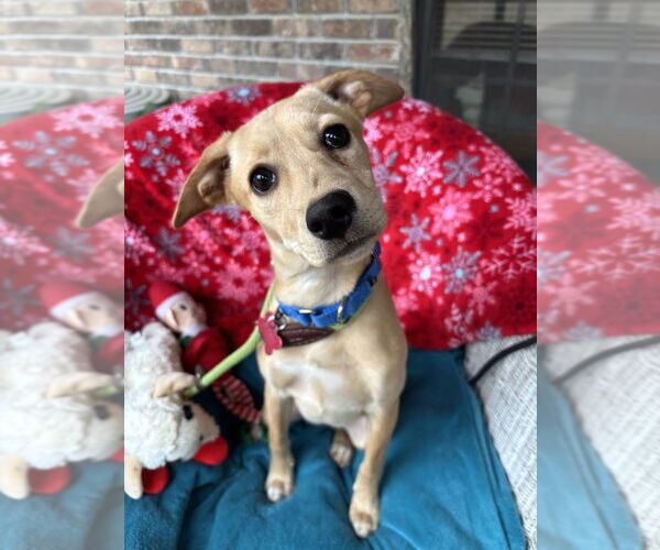 Medium Photo #2 Mountain Cur-Unknown Mix Puppy For Sale in Boston, MA, USA