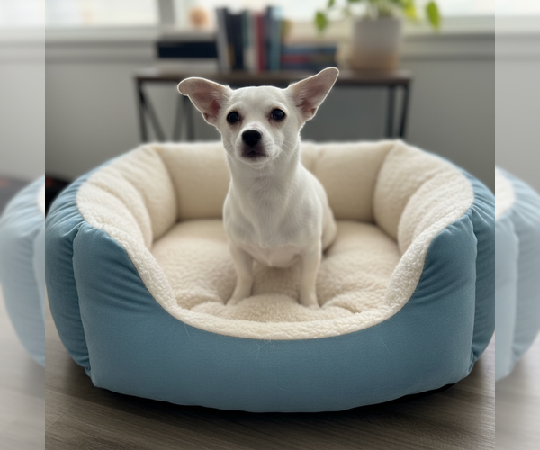 Medium Photo #1 Chihuahua-Unknown Mix Puppy For Sale in MIDWAY, UT, USA