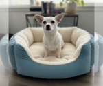 Small Chihuahua Mix