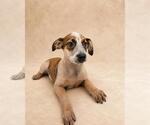 Small #7 Black Mouth Cur Mix
