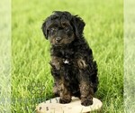 Small #2 Poovanese