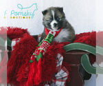 Small Photo #5 Pomsky Puppy For Sale in WEST PALM BCH, FL, USA