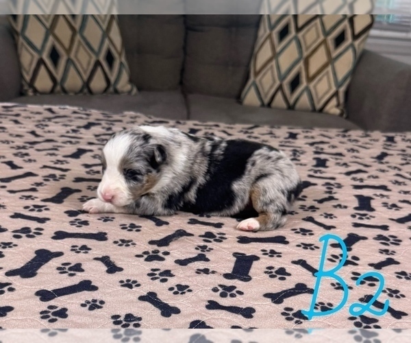 Medium Photo #15 Australian Shepherd Puppy For Sale in SALISBURY, NC, USA