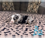 Small Photo #15 Australian Shepherd Puppy For Sale in SALISBURY, NC, USA