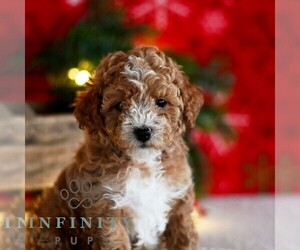 Poodle (Miniature) Puppy for sale in MILL HALL, PA, USA