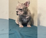 Small Photo #5 French Bulldog Puppy For Sale in LANCASTER, CA, USA