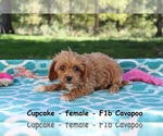 Small Photo #6 Cavapoo Puppy For Sale in CLARKRANGE, TN, USA