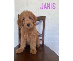 Goldendoodle Puppy for sale in MESA, AZ, USA