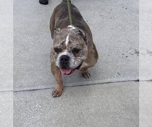 Jax - Male Bulldog-Unknown Mix Dog for Adoption - Photo #5