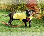 Small Photo #3 Basset Hound-Labrador Retriever Mix Puppy For Sale in Greenbelt, MD, USA