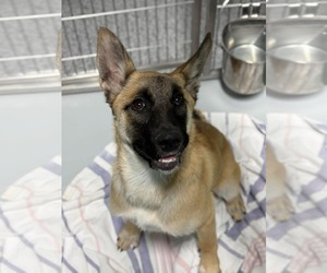 Mutt Dogs for adoption in Woodbury, NY, USA