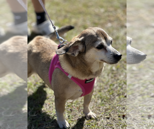 Medium Photo #5 Dachshund-Unknown Mix Puppy For Sale in Weston, FL, USA