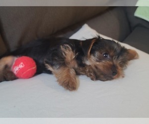 Yorkshire Terrier Puppy for Sale in ALLENTOWN, Pennsylvania USA
