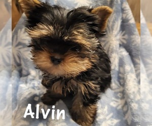 Father of the Yorkshire Terrier puppies born on 07/26/2026