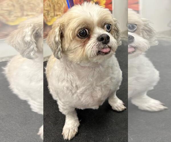 Medium Photo #2 Shih Tzu Puppy For Sale in Westminster, MD, USA