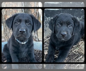 Shepradors Puppy for sale in MONROE, WI, USA