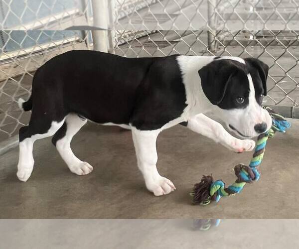 Medium Photo #1 Mutt Puppy For Sale in Pryor, OK, USA