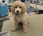 Small Poodle (Miniature)