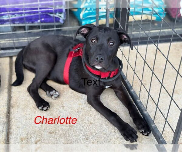 Medium Photo #1 American Pit Bull Terrier-Unknown Mix Puppy For Sale in Farmerville, LA, USA