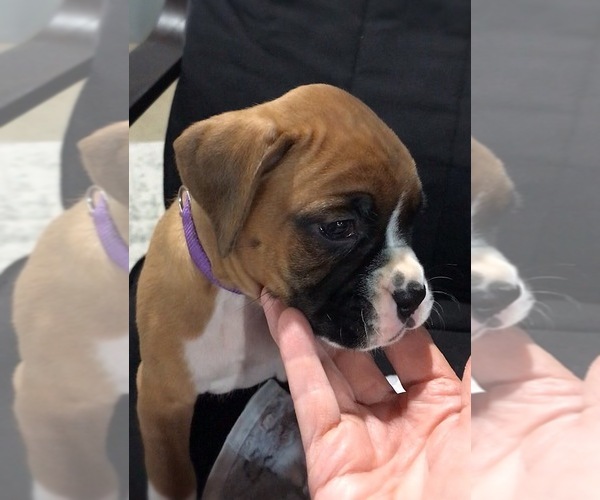 Medium Photo #2 Boxer Puppy For Sale in APPLE CREEK, OH, USA