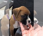 Small #1 Boxer