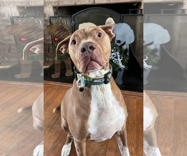 Medium Photo #7 American Pit Bull Terrier-Unknown Mix Puppy For Sale in Germantown, OH, USA