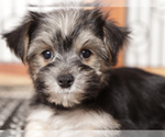 Small #2 Morkie