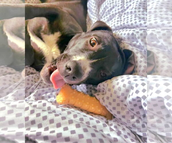 Medium Photo #3 Labrador Retriever-Unknown Mix Puppy For Sale in Germantown, OH, USA