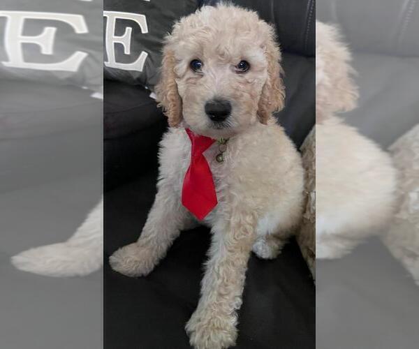 Medium Photo #3 Sheepadoodle Puppy For Sale in FONTANA, CA, USA