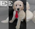 Small Photo #3 Sheepadoodle Puppy For Sale in FONTANA, CA, USA