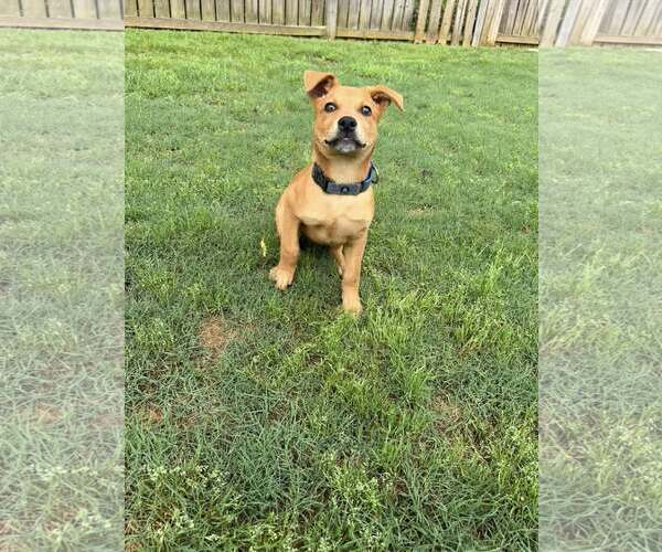 Medium Photo #2 Mutt Puppy For Sale in Greenville, SC, USA