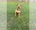 Small #1 Mutt