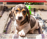 Small Photo #1 Dachshund Puppy For Sale in WAKARUSA, IN, USA