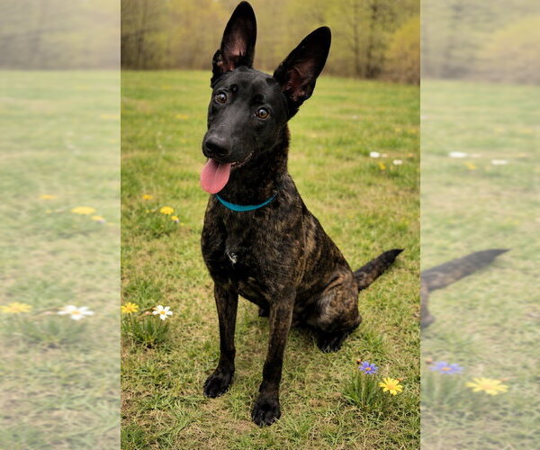 Medium Photo #3 Holland Shepherd-Unknown Mix Puppy For Sale in Cranford, NJ, USA